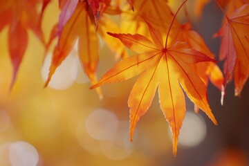 Vibrant orange maple leaves glowing in autumn sun