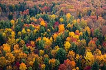 Vibrant forest showing off its autumn colors