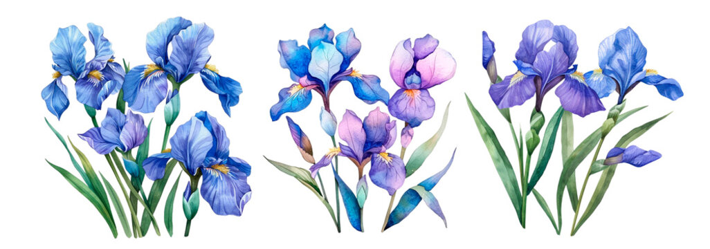 Watercolor set of Iris flowers png. Purple and blue classic irises in watercolor style on transparent background.