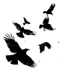 Obraz premium crows silhouette