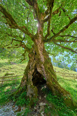 about 450 years old Sycamore maple tree, Pseudoplatanus in the Allgaeu Alps near Oberstdorf, Bavaria, Germany