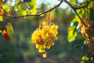 Green grapes on the vine ready for harvest.