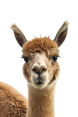Obraz premium Studio portrait of surprised alpaca , isolated on transparent background