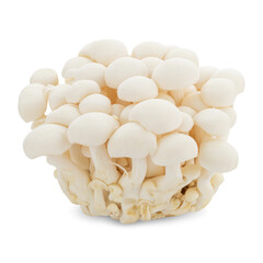 Bunapi mushroom, White beech mushrooms, Shimeji mushroom, Edible mushroom isolated on white background