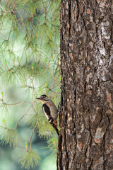 woodpecker on tree
