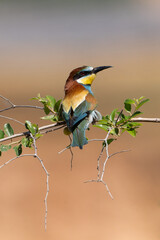 rustling on a branch 