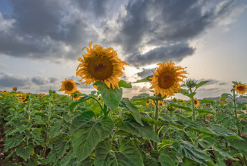 field of sunflowers