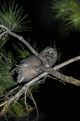 ינשוף עצים צעיר