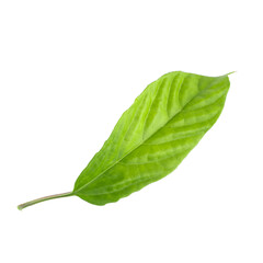 Green leaf isolated on a white background