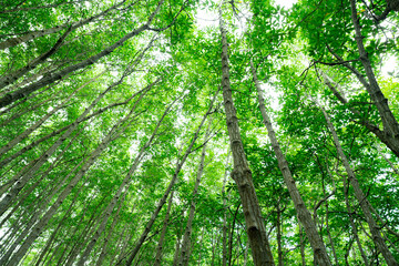 Bottom-up view green mangrove treetops. Natural carbon sink in fight against climate change and promoting sustainability in carbon-neutral ecosystems. Green and sustainable environment. Forest canopy.