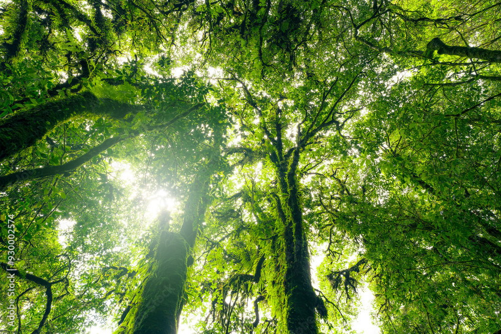 Wall mural looking up view of tree trunk to green leaves of tree in forest with sun light. fresh environment in