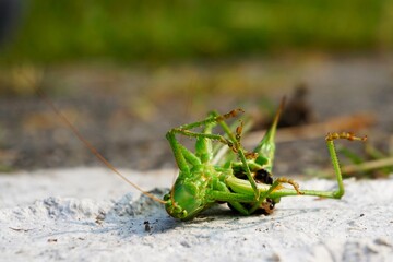 
Grasshopper doomed to death by a parasitic wasp. Dying on the ground insect, small living creature animal that lives in sunny climate.