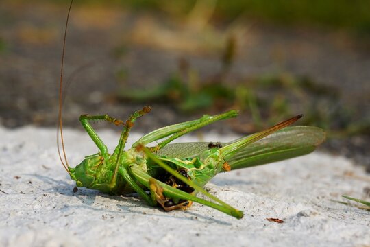 
Grasshopper doomed to death by a parasitic wasp. Dying on the ground insect, small living creature animal that lives in sunny climate.