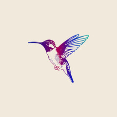 Hummingbird. Hand drawn vector illustration. Isolated on white background.