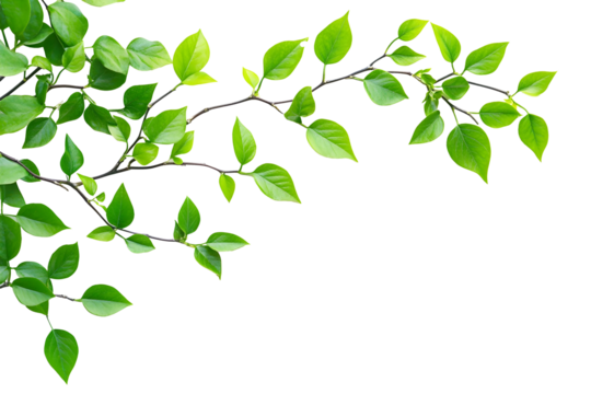 delicate green leaves isolated png transparent background