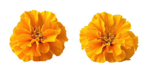 Yellow Marigold Flowers