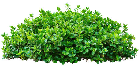 Obraz premium Dense Green Shrub