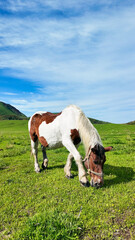 Obraz premium 牧場で放牧されている馬