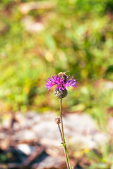 Kwiatek z pszczółką