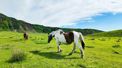 牧場で放牧されている馬の群れ