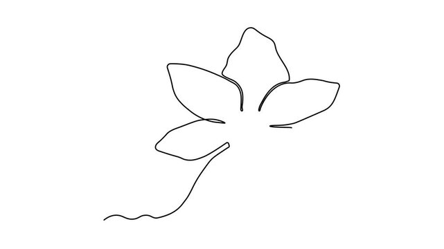 Self drawing animation with one continuous line draw, Abstract narcissus flower, daffodil , beauty salon logo