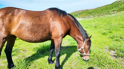 牧場で放牧されている馬