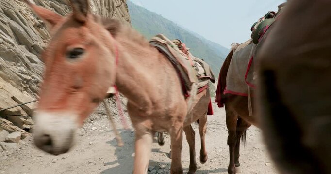 Nepal mule transportation