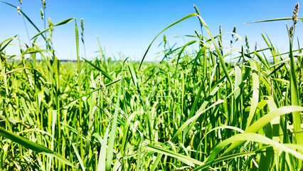 広大な草原の風景