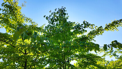 新緑の葉と木漏れ日