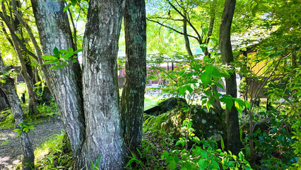 新緑の庭の風景