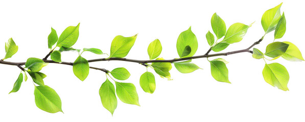 Obraz premium Green Branch with Fresh Leaves
