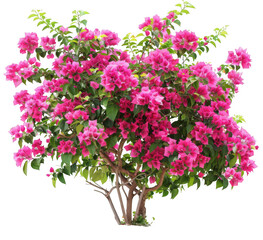 Naklejka premium Bougainvillea with Pink Blossoms