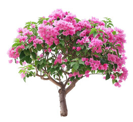 Fototapeta premium Bougainvillea with Pink Blossoms