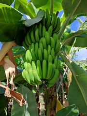 bananas on the tree