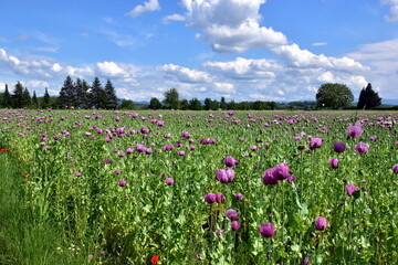 Violetter Schlafmohn auf einem Feld in Forchheim