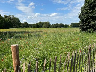 Wildflower meadow surrounded by a wooden fence with view to the temple Monopteros, English Garden, Munich-ecology concept, biodiversity, nature and species protection, enrichment of the landscape