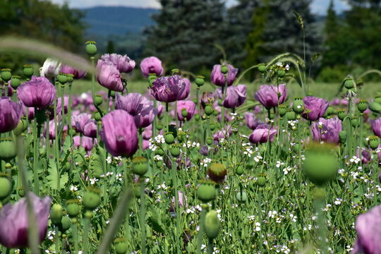 Violetter Schlafmohn auf einem Feld in Forchheim