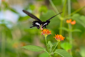 Papilio helenus sits on a flower. Macro photo of a butterfly