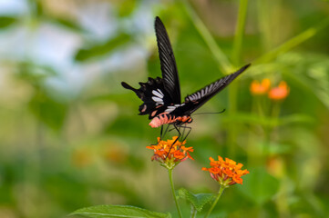 Fototapeta premium Papilio helenus sits on a flower. Macro photo of a butterfly