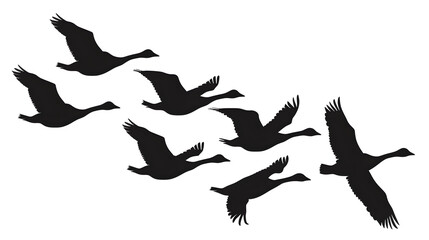 Obraz premium Set of silhouettes of flying geese. Birds flock with V formation. Geese migrating season