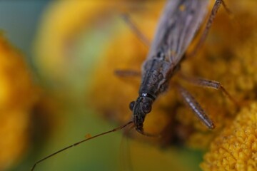 The Nabis rugosus insect in a close-up on a yellow flower background.