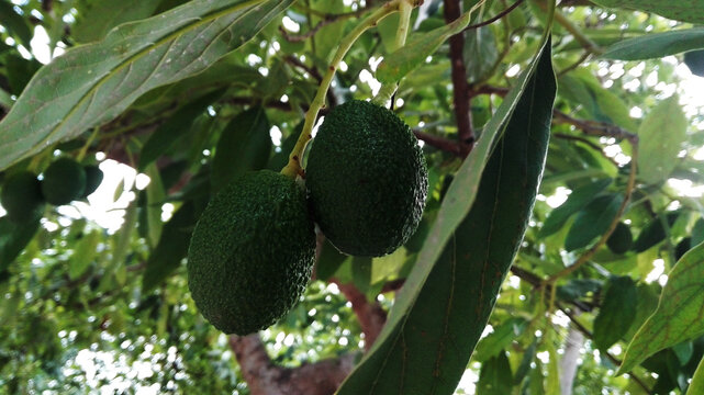 avocado fruits on the tree