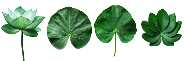 Fresh green lotus leaves isolated on a white background, showcasing natural, organic beauty and aromatic qualities