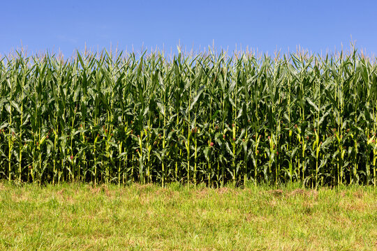Rozległe Pole Kukurydzy pod Błękitnym Niebem &ndash; Symbol Obfitości i Plon&oacute;w Wiejskiego Rolnictwa. Idealna Sceneria Lata z Soczyście Zielonymi Łanami Roślin. Doskonała Reprezentacja Zdrowego, Zr&oacute;wnoważone