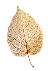Fototapeta premium Golden Leaf with Intricate Veins