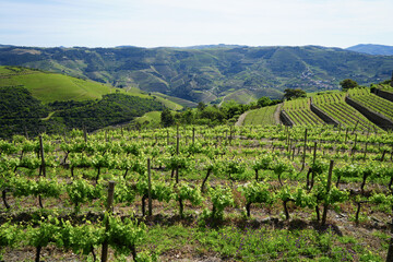 View of terraced Douro Vineyards on a sunny day, Douro, Vineyards, Portugal, Terraces, Summer