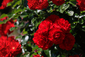 A beautiful rose that shines in deep red