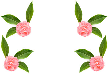 Balsam flowers isolated on white. There is free space for text. Collage.