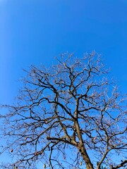 落葉した冬枯れの柿の木