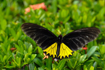 Troides helena sits on a flower. Macro photo of a butterfly